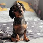Teddy Duffield - @teddy_the_dapple_dachshund - Instagram