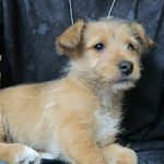 Fanpage Of Mark's New Puppy 😍🐶 - @teddi_ferris_fanpage - Instagram