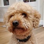 Mr. Teddy - @teddyfinlay12 - Instagram