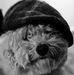Teddy Bear Finley - Facebook