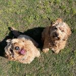 FINLEY & TEDDY - @finleyandteddy - Instagram