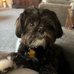 Finley - @finley_the_teddy - Instagram