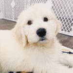 Finley - @finleytheteddy - Instagram