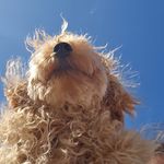 Finley - @finleytheteddybear - Instagram