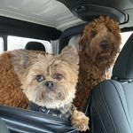 Fin&Ted - @finley_tedward - Instagram