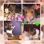 Teddy 🧸 Finley 🥜 - @teddy_finley_tilly_ - Instagram