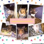Teddy ❤️ Tilly 🧡 Finley 💛 - @myhamstersandme_ - Instagram