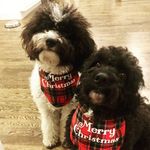 Teddy And Finley - @teddyandfinleydoodles - Instagram
