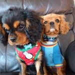 Teddy and Finley - @teddy.finley - Instagram