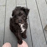 Teddy Bear Finley - @teddybearthejackapoo - Instagram