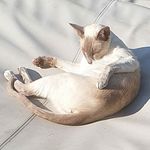 Teddy, Finley, Cece and Lucas - @theodore_the_siamese_cat - Instagram