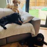 Teddy.Finley.Woody - @paws.up.north - Instagram