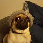 Finn & Ted - @finn_and_tedd - Instagram