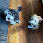 Finn & Ted - @finnandted - Instagram