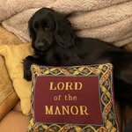 Pip, Pen, Pop, Red, Ruby, Ted, Ozzy, Finn & Friends - @watersupton_spaniels - Instagram