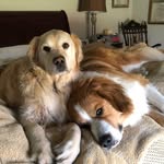 Ted & Finn 🐶🐶 - @koonce_doggos - Instagram