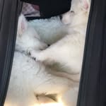 Ted and Finn - @teddybear.sharkfinn - Instagram