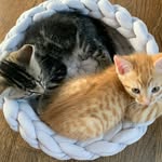 Teddy and Finn 🐱✨ - @ted_finnstagram - Instagram