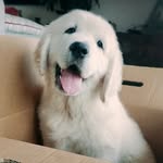 Ted Finney - @teddys.such.a.good.boy - Instagram