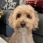 Teddy Cambridge-Flack - @teddybears_adventures20 - Instagram