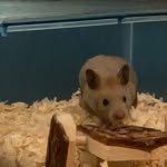 Teddy - @flacken_ochteddy - Instagram