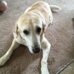 Teddy Bear Flaherty - @teddy_the_dog22 - Instagram