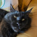 Ted Mainecoon and co - @mainecoonflorenceandted - Instagram