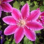 Halsted Flowers - @halstedflowers - Instagram