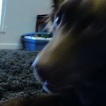 Ted Flowers - @just_a_kelpie_called_ted - Instagram