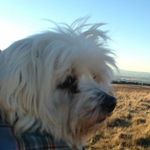 Teddy Boo - @ted_forrest - Instagram
