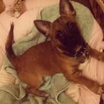 Adventures Of Ted 🐾 - @tedfortune - Instagram