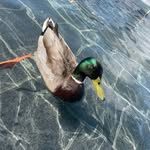Ted Foss - @ted_foss - Instagram