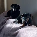 Sausages - @ted_fred_brookes - Instagram