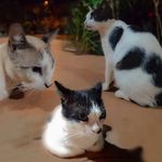 @ted_fred_e_pataca - Instagram