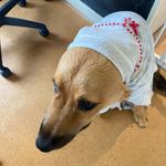 Teddy - @ted.fred_thedog - Instagram