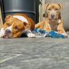 ted&fred - @staffie.ted_fred - TikTok