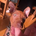 Freya and Ted - @freya.and.ted - Instagram