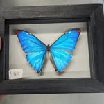 Ted Frey - @deadstuffdisplay - Instagram
