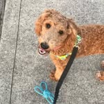 Frisbee B. - @teddyandfrisbee - Instagram