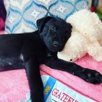 Ted Lasso The Dog Frost - @tedlassothedog - Instagram
