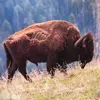 tedfulgham - @ted.fulgham - TikTok