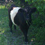 Belted Galloways - @beltedgalloways - Instagram