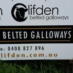 Clifden Belted Galloways - @clifdenbeltedgalloways - Instagram
