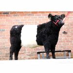 Croasdale Belted Galloway's - @croasdalebeltedgalloways - Instagram