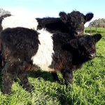 Home of the Belted Galloways - @silvanparkbeltedgalloways - Instagram