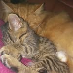 GARFIELD & TEDDY - @garfield_teddy - Instagram