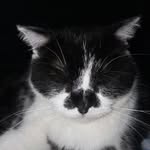 Garfield-Ted - @garfieldted9 - Instagram