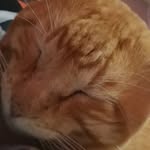 Garfield Teddy - @garfieldteddynho - Instagram
