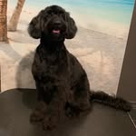 Teddy and garfield - @cockapoo_teddy20 - Instagram