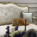 teddy Garfield - @mr.teddy.garfield.cat - Instagram